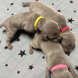 Girl 3 - female Weimaraner puppy in Mount Eden, Kentucky from JK Silver Weimaraners