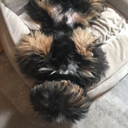 Sprocket  - Shih Tzu