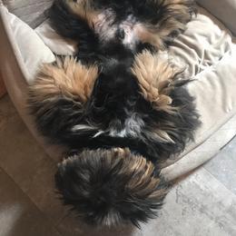 Sprocket  - Shih Tzu