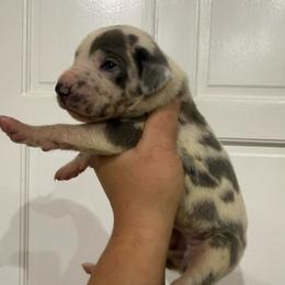 Pammy - Harlequin female Great Dane puppy in Florida from Beachside Kennels