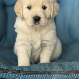 Golden Retriever Puppies from Purebred Golden Paws