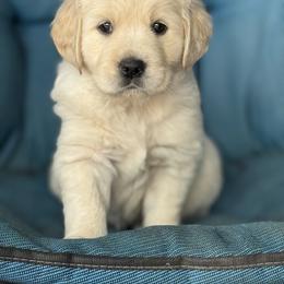 Golden Retriever Puppies from Purebred Golden Paws