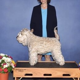 Smiley - Soft Coated Wheaten Terrier