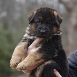 Red Boy - Black and red male German Shepherd puppy in Apex, North Carolina from Milestone GSDs