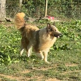 Maci Grace of KLW Farm - Sable and white female Collie puppy in Honaker, Virginia from KLW Farm