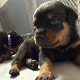 Blueberry - Black and rust male Rottweiler puppy in Eagle Mountain, Utah from Woolley Darlings