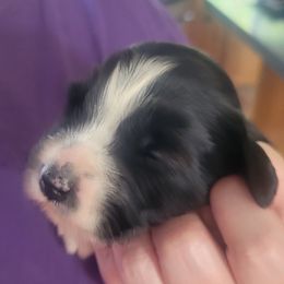 Girl 2 - female Tibetan Terrier puppy in Jerseyville, Illinois from Dzine Tibetan Terriers