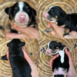Gigi - Tri-color female Bernedoodle puppy in Yuciapa, California from AlltheDoodlez_