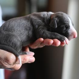 Cirrus - Blue female Whippet puppy in Gentry, Arkansas from Mardel Robeson of Mulberry Hollow Whippets