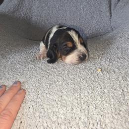 Grey - Black white and tan male Basset Hound puppy in Russellville, Kentucky from Morse's Basset Hounds