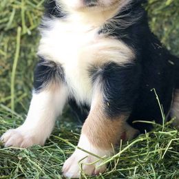 Australian Shepherds, Miniature American Shepherds, and Miniature Australian Shepherds from Afleet Aussies & Jacks