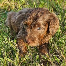Nia - Merle female Goldendoodle puppy in Forney, Texas from Cityline Goldendoodles