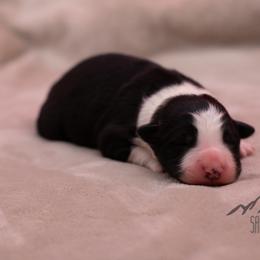 Ari - Black and white male Border Collie puppy in College Station, Texas from Sage Ridge