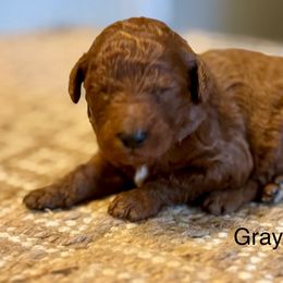 Gray collar boy - Red  male Goldendoodle puppy in Vian, Oklahoma from Dog Days Doodles