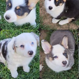 American Corgis from There and Back Again Corgis