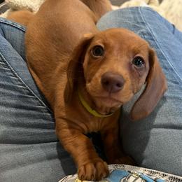 LILY - Red female Dachshund puppy in Gulfport, Mississippi from Susan's Dachshunds