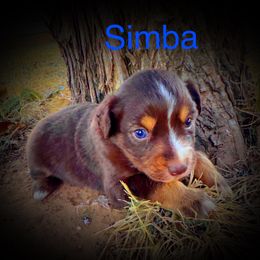 Simba - Red tri male Miniature Australian Shepherd puppy in Idalou, Texas from Lonesome Pine Mini Aussies