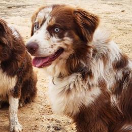 Australian Shepherds from Diamond Pines Kennels