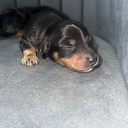 Taco Bell - Black and cream male Dachshund puppy in Knoxville, Tennessee from East TN Dachshunds