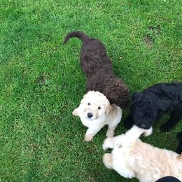 Labradoodle Puppies from Burgener Run Labradoodles