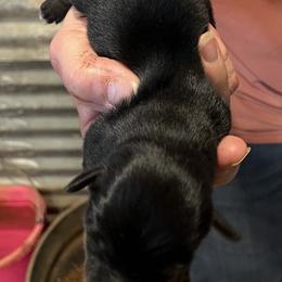 Xolo - Black tri male Miniature Australian Shepherd puppy in Godley, Texas from Nana and Paws Aussies