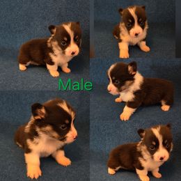 Pembroke Welsh Corgi Puppies from RRR Corgis