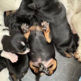 Dachshund Puppies from Sweet As Pie Doxies