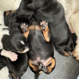 Dachshund Puppies from Sweet As Pie Doxies
