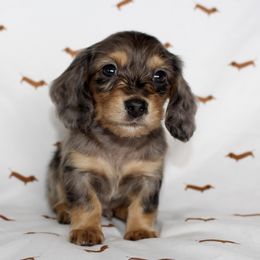 Scout - Dachshund puppy in Alva, Florida from Salty C's Dachshunds