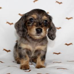 Scout - Dachshund puppy in Alva, Florida from Salty C's Dachshunds