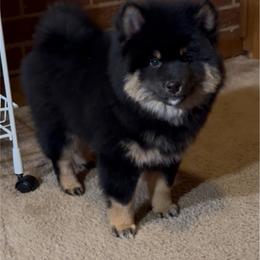 Yoshii (Peaceful) (Woolly Male) - Black and tan male Shiba Inu puppy in Derby, Kansas from Heart’s Desire Shiba Inus