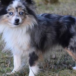 Blue - Toy Australian Shepherd