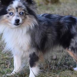 Blue - Toy Australian Shepherd