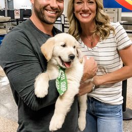 Golden Retriever Puppies from Dry Canyon Goldens