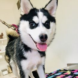 Xena - Pomsky