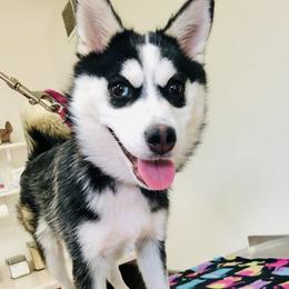 Xena - Pomsky