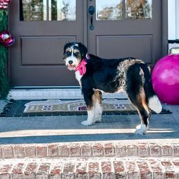Lucy - Bernedoodle