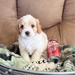 Biscuit - Blenheim male Cavapoo puppy in Nevada, Missouri from Backroad Fur Babies
