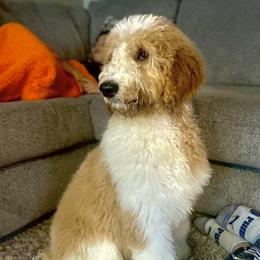Ellie - Goldendoodle