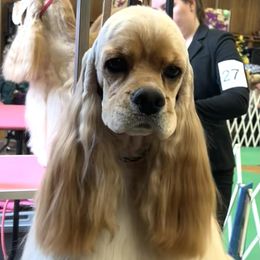 Merlin - Cocker Spaniel