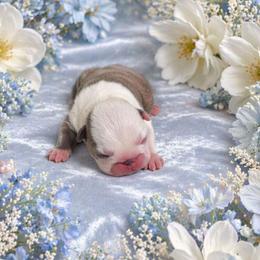 Blue Fawn Boy - Blue male Boston Terrier puppy in San Antonio, Texas from JT Bostons