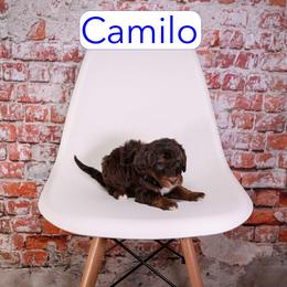 Camilo - male Aussiedoodle puppy in Calhoun, Georgia from Happy Top Doodles