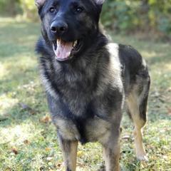 German Shepherds from Sportwaffen K9
