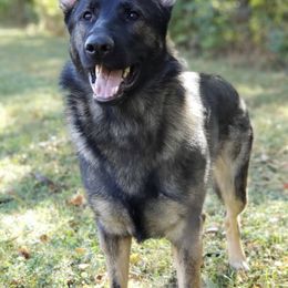 German Shepherds from Sportwaffen K9