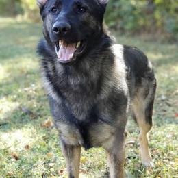 German Shepherds from Sportwaffen K9