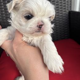 Pluto - Cream and white male Shih Tzu puppy in Lakeland, Florida from Sunshine Shih Tzus