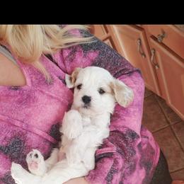 Cavapoo Puppies from Sharices Cavapoos