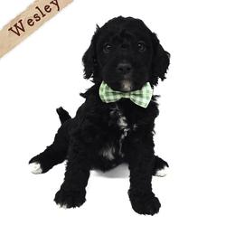 Wesley - Black and white male Bernedoodle puppy in Crawfordsville, Indiana from Winding Creek Ranch Doodles
