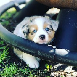 Miniature Australian Shepherd Puppies from My Girls Aussies NJ
