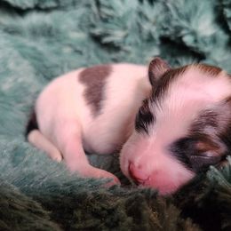 Xela - White and sable Papillon puppy in Pnw, Washington from Silhouette Papillons